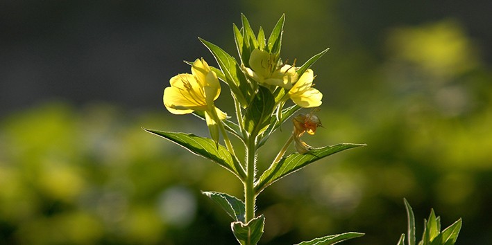 beneficios do oleo de primula